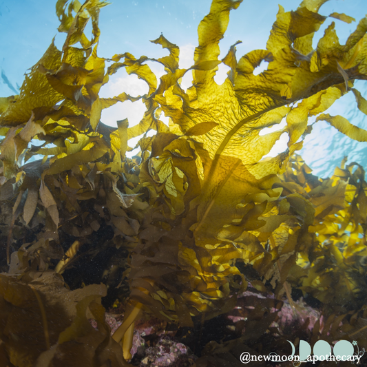 Kelp